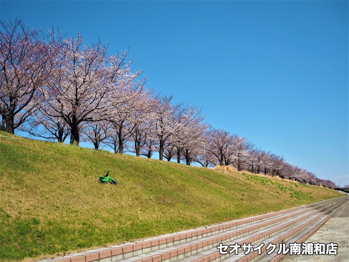お花見　花見　子どもと　親子　サイクリング　ポタリング　荒川サイクリングロード　荒サイ　北区　戸田橋　埼玉　戸田　親切　丁寧　セオ　セオサイクル　南浦和　戸田公園