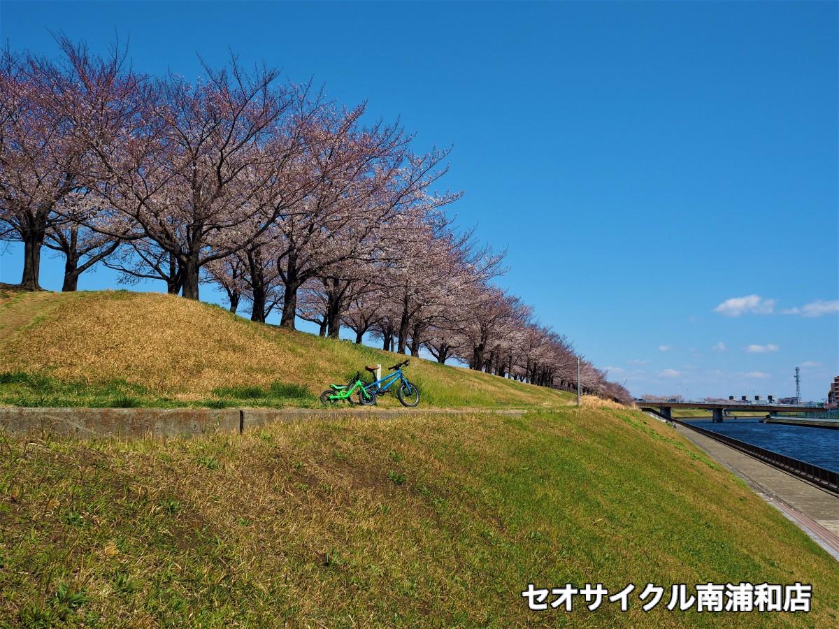 お花見　花見　子どもと　親子　サイクリング　ポタリング　荒川サイクリングロード　荒サイ　北区　戸田橋　埼玉　戸田　親切　丁寧　セオ　セオサイクル　南浦和　戸田公園